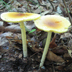 Amanita Banningiana